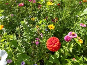 Essbare Blüten sammeln