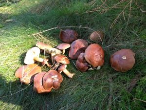 Pilze finden